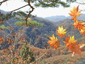 萧山苗木网 （萧山苗木网站）